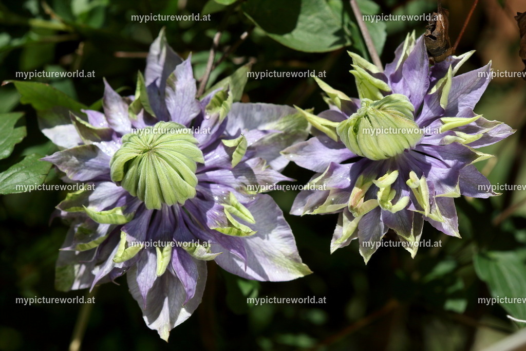 Waldrebe Taiga-001 | Das Bilderarchiv über Tiere, Planzen und Landschaften. In der Bilddatenbank finden Sie ein große Auswahl an hochwertigen Bilder für Ihre Werbung - Realized with Pictrs.com