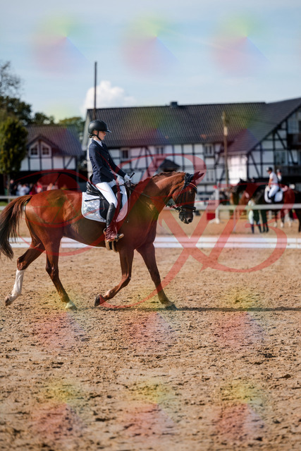2026_10_03_Siefer-Hof_132843_Z63_89831258 | Professionelle Reitsport-, Turnier- und Eventfotografie von Robert Broda. Galerien mit ausgewählten und bearbeiteten Bildern direkt online ansehen und bestellen.