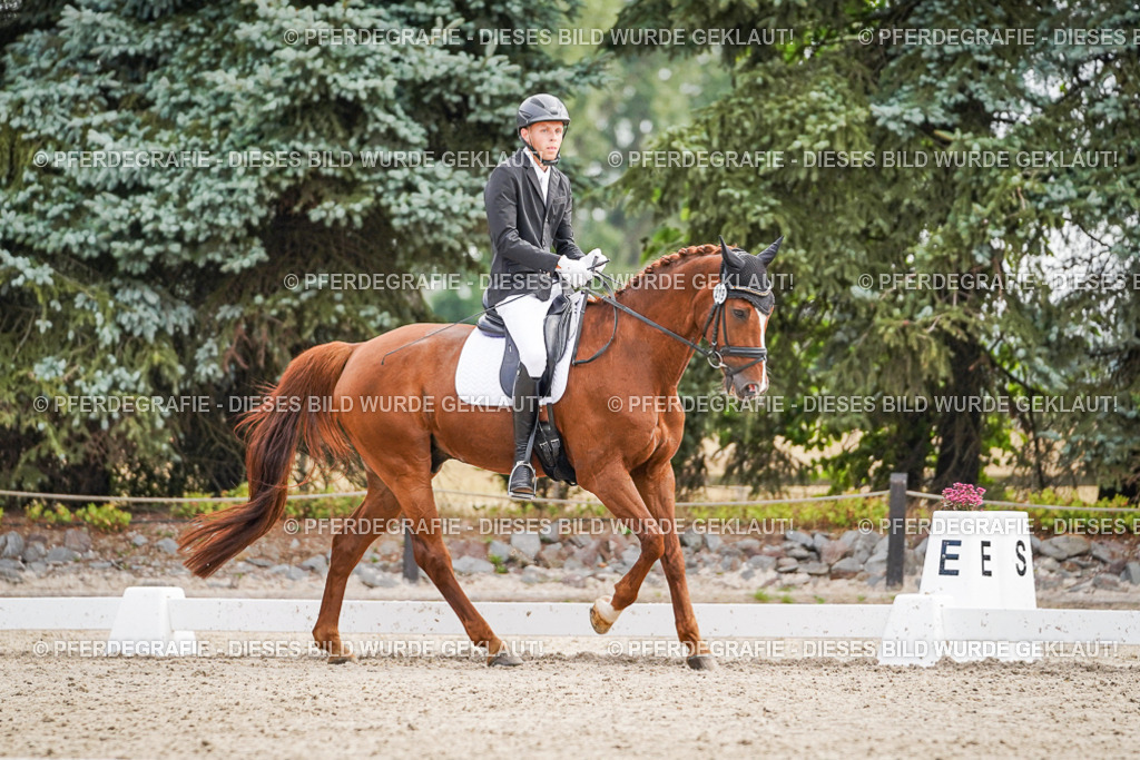 DSC01575 | Pferdegrafie