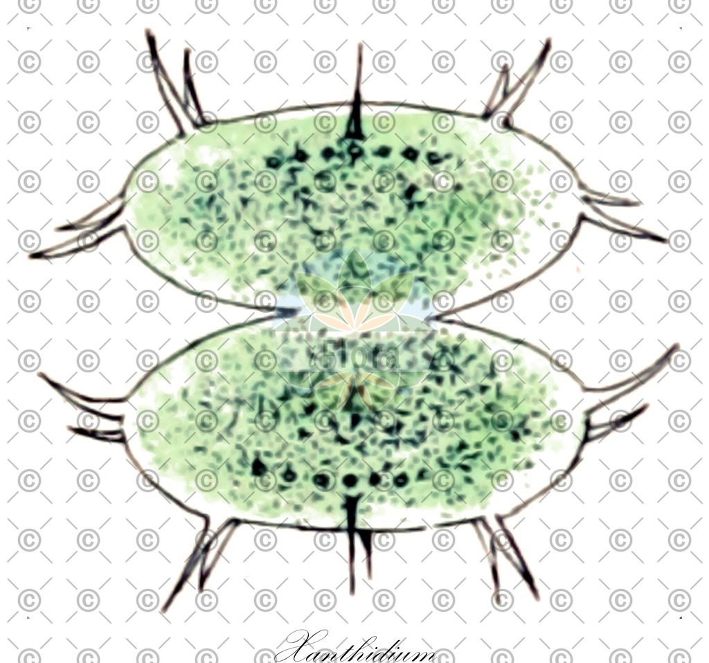 HistAbb_wfo-0000036092_1_ENZY_Simple | Historische Abbildung von Xanthidium - Desmidiaceae (0) | Historical Illustration of Xanthidium - Desmidiaceae (0)