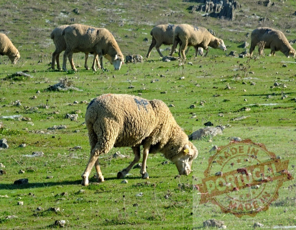 Sheep grazing green pasture field in countryside | Flock of sheep grazing on a green pasture with rocks - Realized with Pictrs.com