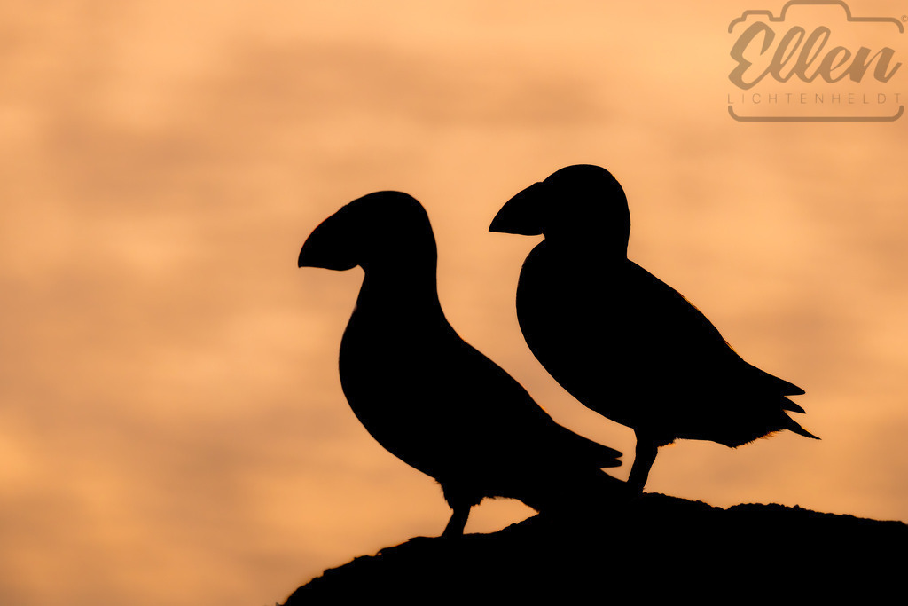 Silhouettes at Sunset | Two puffins rest in quiet harmony as the sun dips below the horizon. Their silhouettes stand out against the glowing sky — a moment of peace painted in gold and shadow. - Realisiert mit Pictrs.com