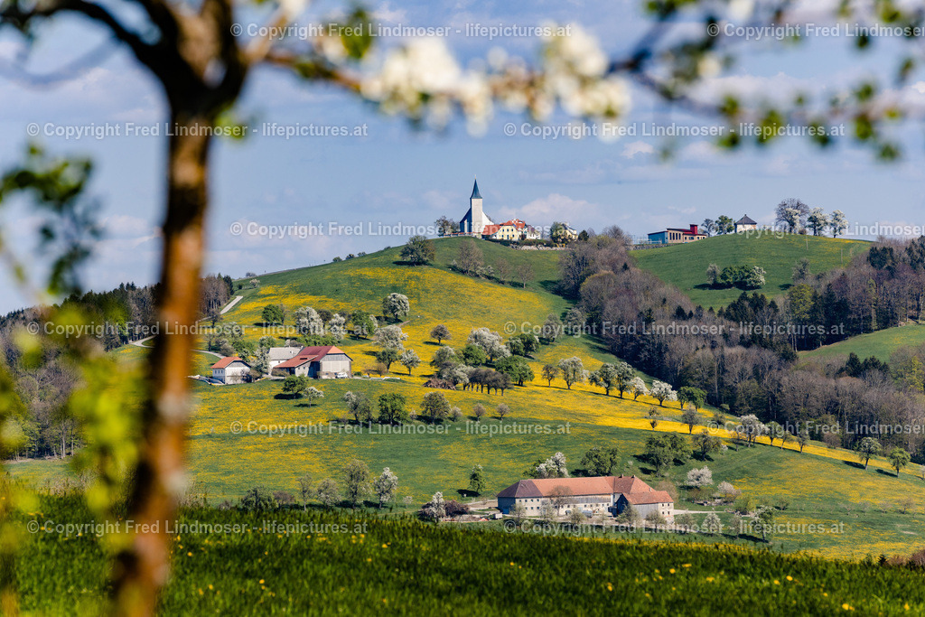 Mostviertel Birnenbluete-6952 | Fotos und Fotoprodukte - Realisiert mit Pictrs.com