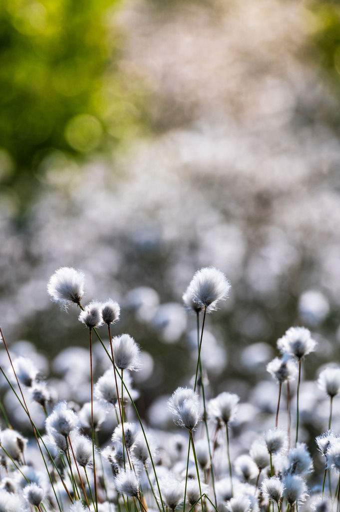 2024_05_08_QUICKBORN-HIMMELMOOR_MCP8608 | Hochwertig gedruckte Fotografien für die Wand, als Kalender und zum Verschenken. Hamburg & Norddeutschland und überall wo ich mit der Kamera unterwegs war.