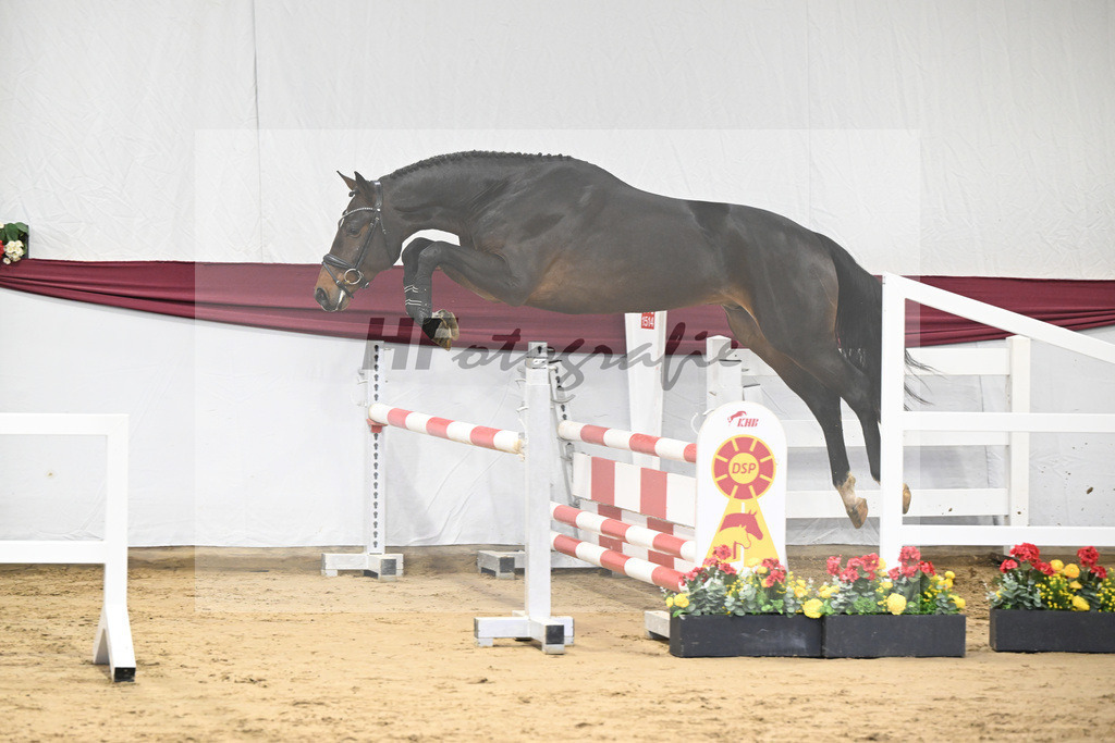 Kat-Nr. 7 Chacoon Blue x Elvis ter Putte_Hansjoerg Harscher_47250101 | hf-fotografie - Realisiert mit Pictrs.com