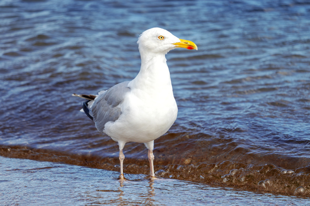 Wandbild: Möwe beim Strandspaziergang | Dieses Wandbild im Querformat zeigt eine Möwe, die am Strand von Weidefeld spaziert und ihre Füße im flachen Wasser hat. Die natürliche Szene mit sanften Wellen und der ruhigen Küstenlandschaft schafft eine entspannende und maritime Atmosphäre, die jeden Raum bereichert. - Realisiert mit Pictrs.com