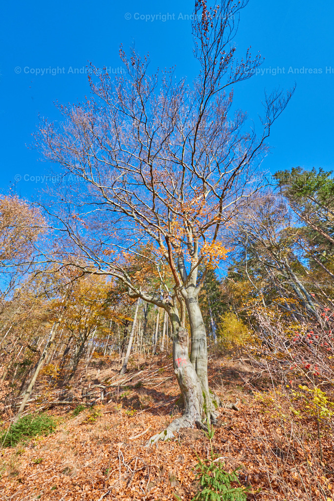 Bergbauspuren in Mohorn-Grund_ Die Weiße Halde 02 | Bedeutsame Landschaften Deutschlands - Realisiert mit Pictrs.com