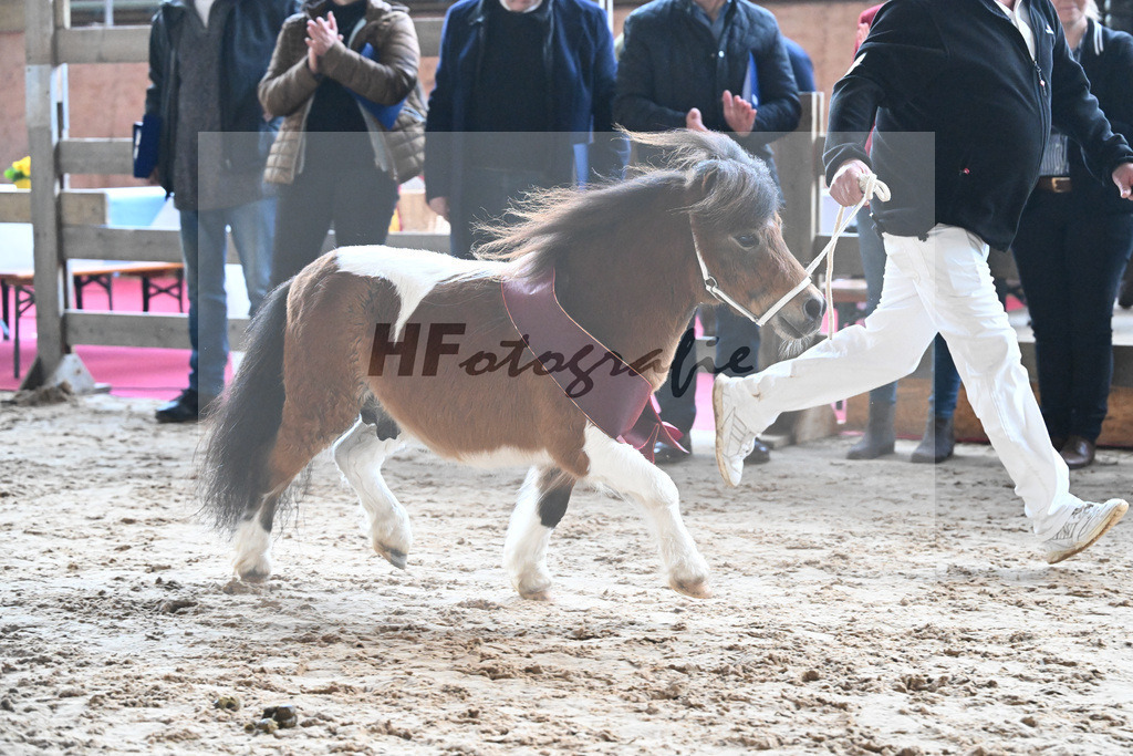 Kat-Nr. 21 Quintero van Stal Brammelo v. Kalusha of Duke Stable_Elmer_9260702 | hf-fotografie - Realisiert mit Pictrs.com