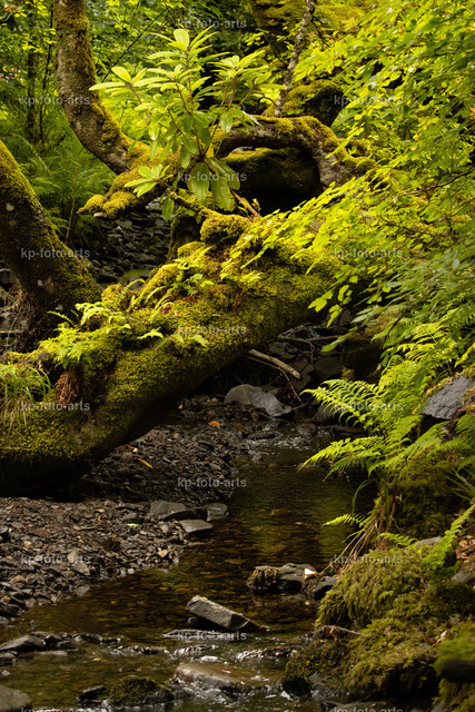 Park-verwunschenes Bächlein | kp-photogasse.de - Realisiert mit Pictrs.com