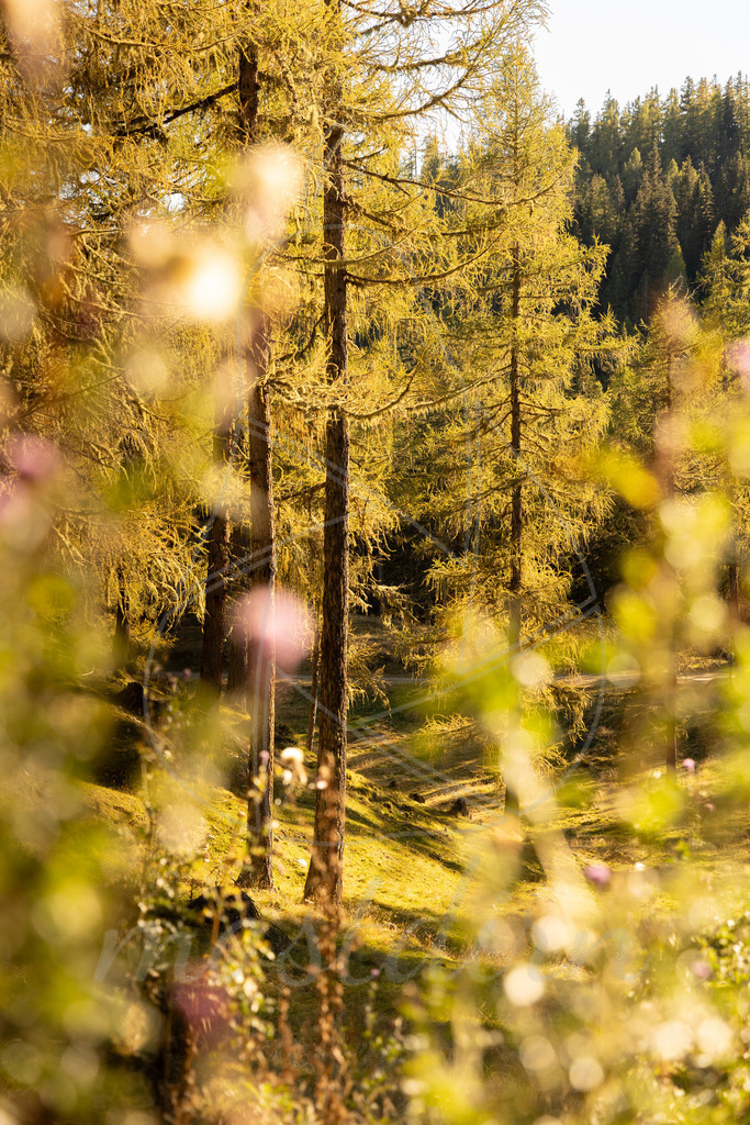 Herbst im Lungau | Ihre Fotografin im Lungau, ihre Fotografin im Mostviertel, Wandbilder Onlineshop, Imagefotos für Ihr Unternehmen,  - Realisiert mit Pictrs.com