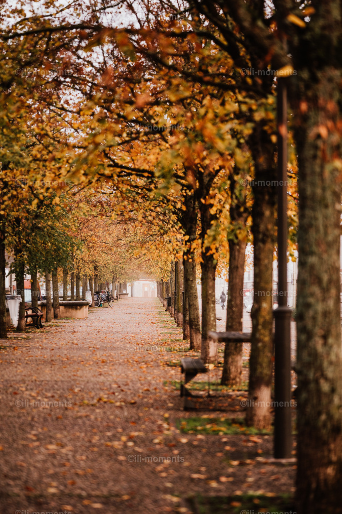 Goldallee | „Goldallee“ ist ein stimmungsvolles Herbstfoto, das die Schönheit der goldenen Jahreszeit in ihrer ganzen Pracht einfängt. Die Baumallee leuchtet in intensiven Gold- und Bernsteintönen, während sanftes Herbstlicht die Szenerie warm umhüllt. Entlang des Weges befinden sich mehrere Sitzbänke, die zum Verweilen einladen. Weiter im Hintergrund steht ein Fahrrad, das dem Bild eine poetische, fast nostalgische Note verleiht. Leichtes Laub auf dem Weg unterstreicht die ruhige, natürliche Herbstatmosphäre.Dieses Foto vermittelt Wärme, Frieden und den Zauber eines Spaziergangs an einem stillen Herbsttag. Perfekt geeignet für Wohnräume, Büros, Hotellobbys oder Praxisräume – überall dort, wo eine ruhige, einladende Stimmung geschaffen werden soll. - Realisiert mit Pictrs.com