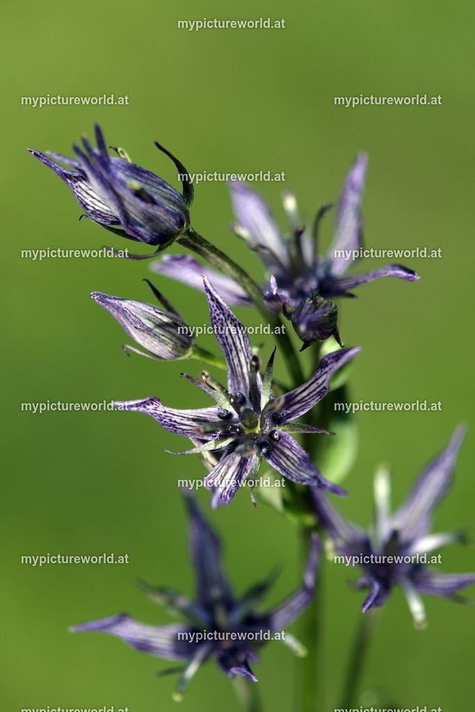 Sumpfenzian-010 | Das Bilderarchiv über Tiere, Planzen und Landschaften. In der Bilddatenbank finden Sie ein große Auswahl an hochwertigen Bilder für Ihre Werbung - Realisiert mit Pictrs.com