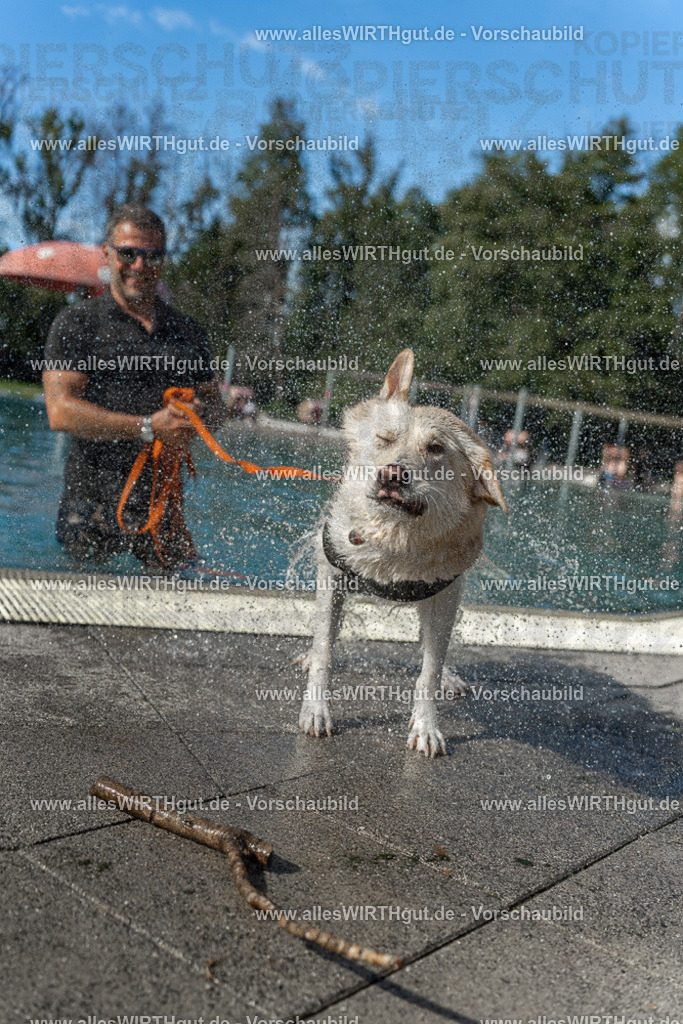Hundeschwimmen_Volksbad_2026-allesWIRTHgut_Tierfotografie-2609061544-7R501768 | Professionelle Tierfotografie in Mönchengladbach von Daniel Wirth (allesWIRTHgut). Liebevolle & natürliche Bilder von Hunden & Katzen für unvergessliche Erinnerungen.