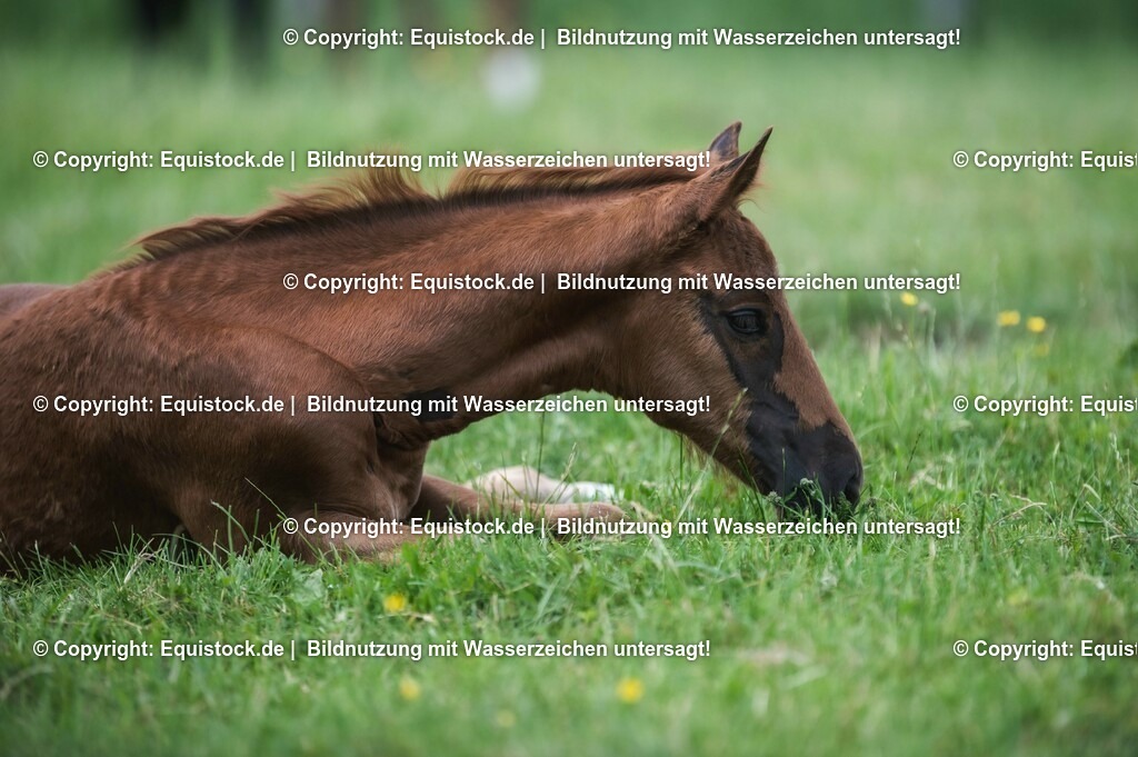 20210617_Fohlen_0306 | Foto: Thomas Hartig