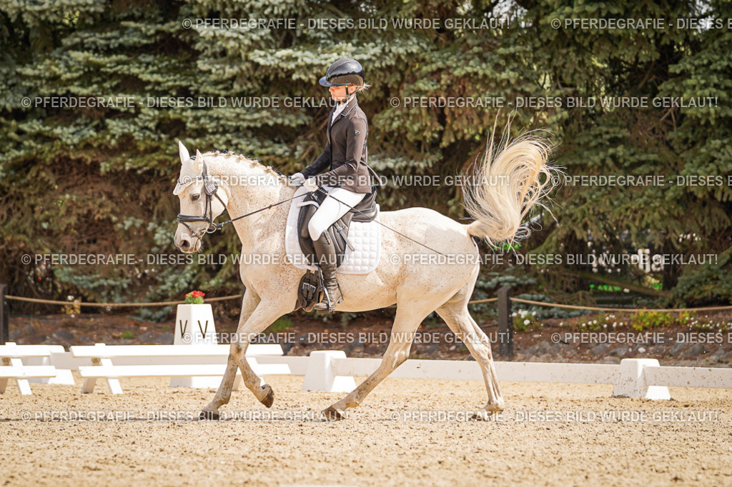 DSC01275 | Pferdegrafie