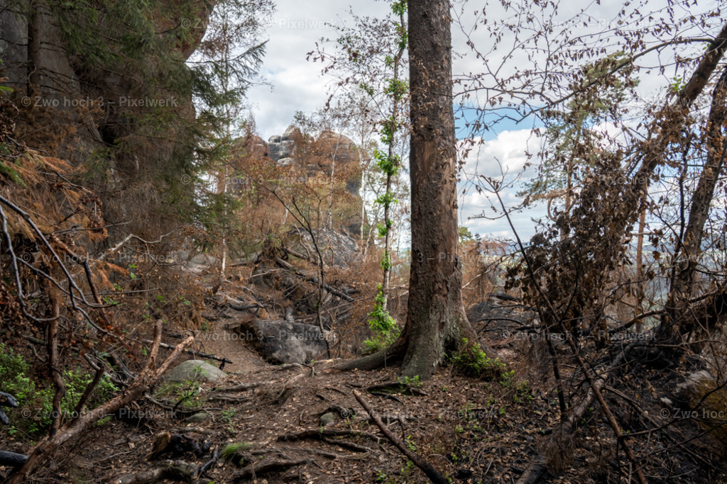 Obere_Affensteinpromenade_Nahe_Siegfried_Bergfried_Baumstamm_Weg | 2022-09-02_Waldbrandgebiete_2 - Realisiert mit Pictrs.com