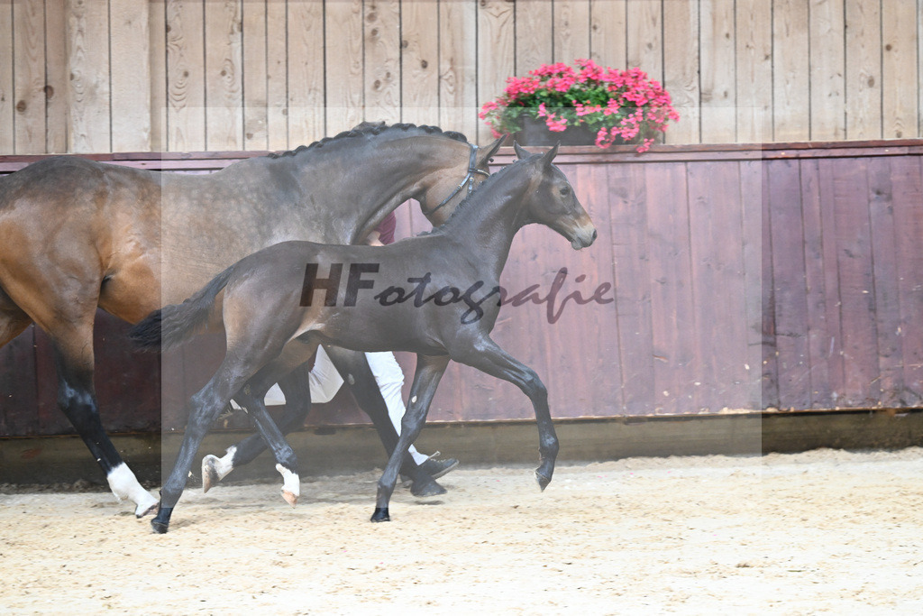 Kat-Nr. 12 HF Escaneno_Albert_26230134 | hf-fotografie - Realisiert mit Pictrs.com