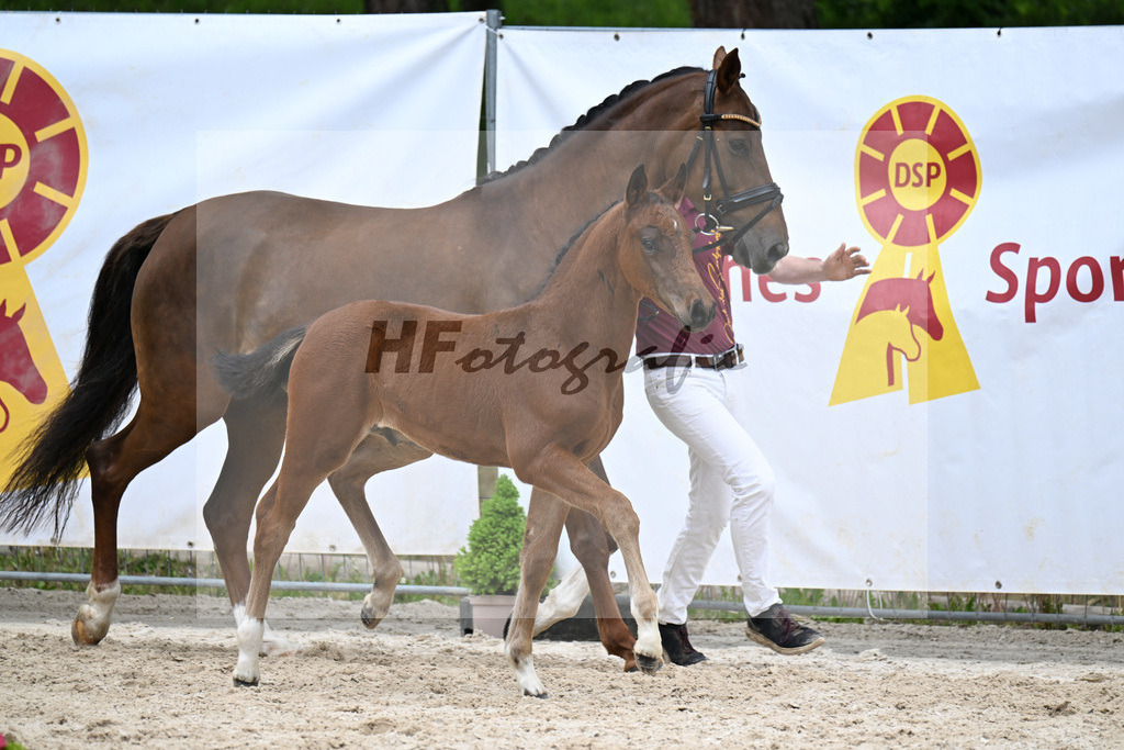 Kat-Nr. 7 HF Der Zauberlehrling x Cosmo Royale_Fuchs_24260341 | hf-fotografie - Realisiert mit Pictrs.com