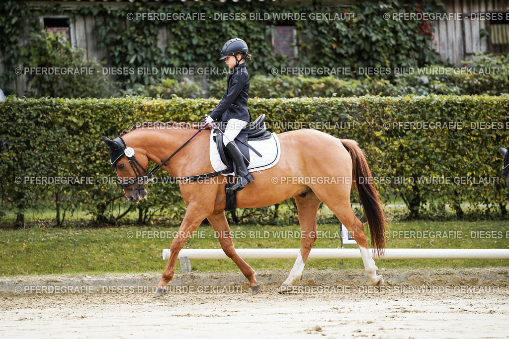 DSC05165 | Pferdegrafie