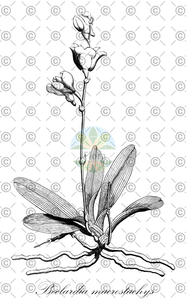 HistAbb_wfo-0000341039_2_ENZY_Simple | Historische Abbildung von Beclardia macrostachys - Orchidaceae | Historical Illustration of Beclardia macrostachys - Orchidaceae