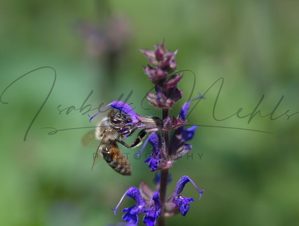 128_Biene | i-n-photography - Realisiert mit Pictrs.com