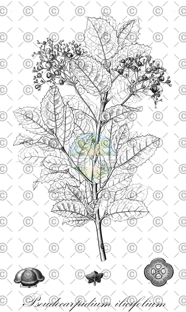 HistAbb_6ZP8_1_ENZY_Simple | Historische Abbildung von Pseudocarpidium ilicifolium - Lamiaceae | Historical Illustration of Pseudocarpidium ilicifolium - Lamiaceae