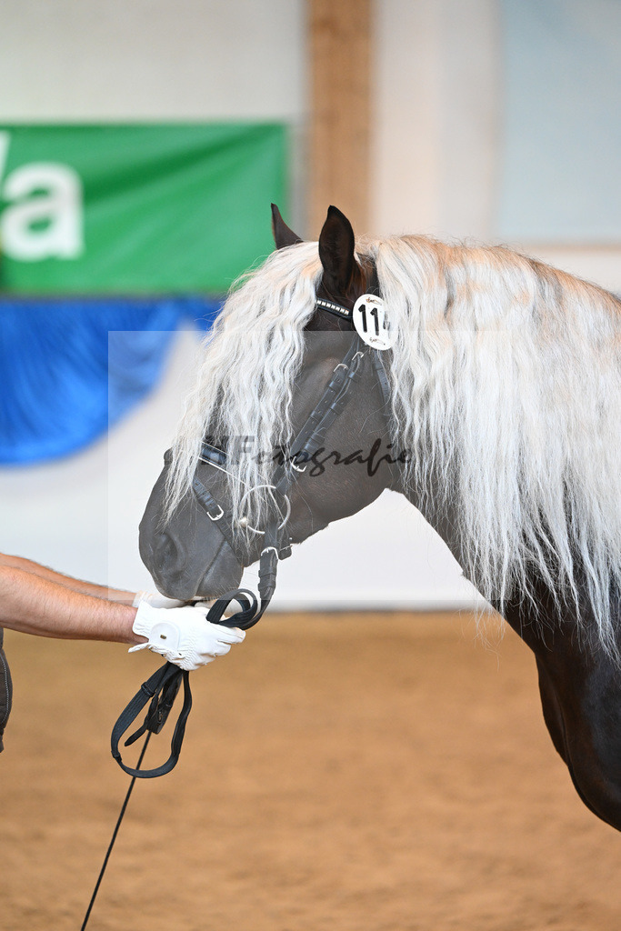 Kat-Nr. 114 Markgraf_HLG Marbach_53220801 | hf-fotografie - Realizzato con Pictrs.com