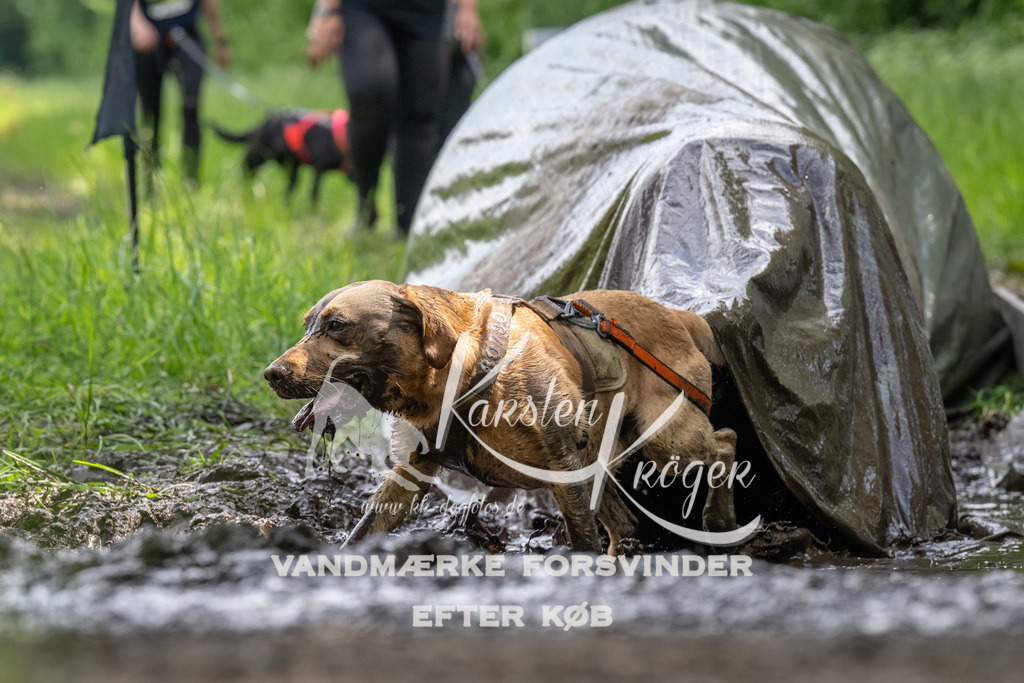1241_ZZ93038 | kk-dogfotos