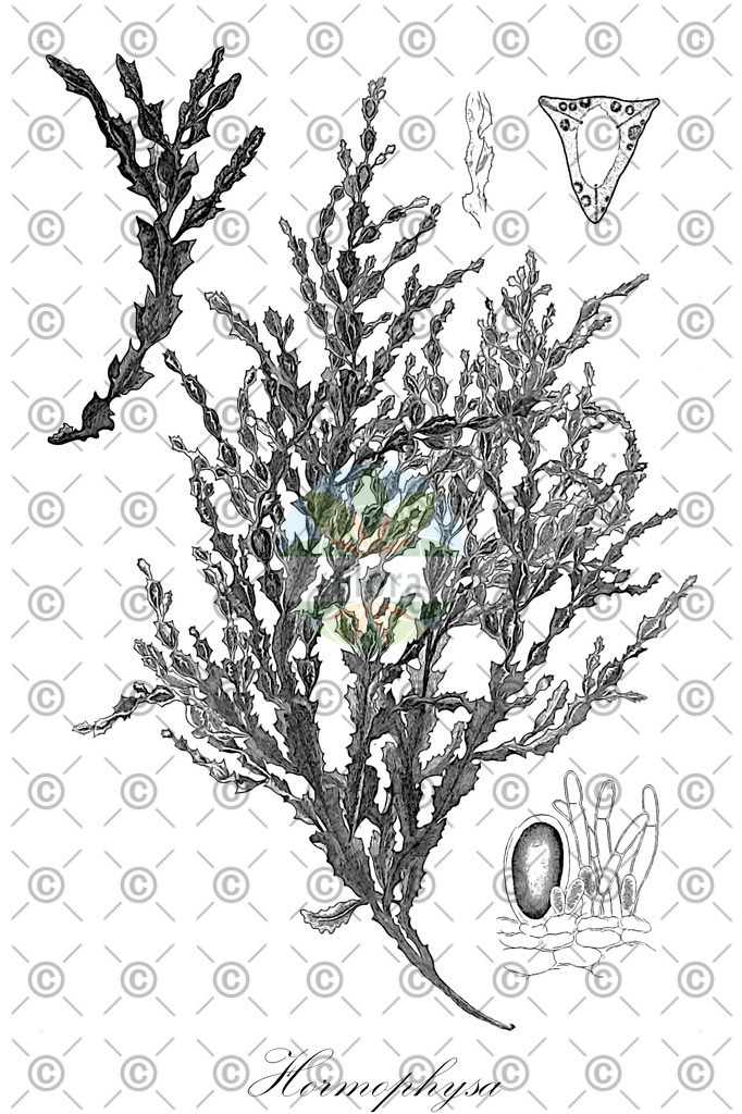 HistAbb_6379Z_1_ENZY_Simple | Historische Abbildung von Hormophysa - Sargassaceae (0) | Historical Illustration of Hormophysa - Sargassaceae (0)