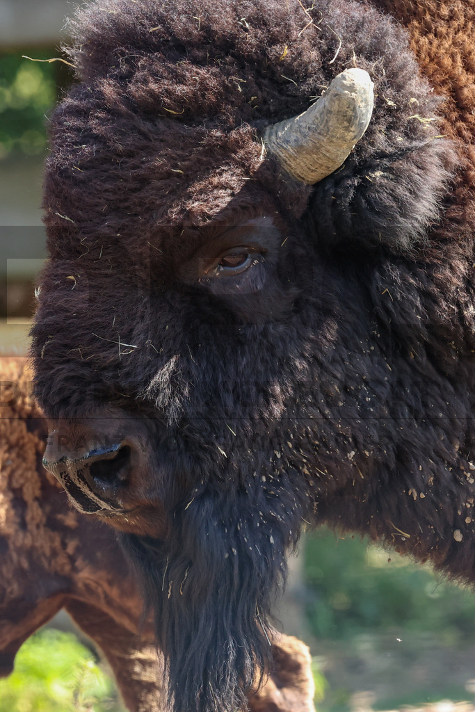 Bisons at Tierpark Herberstein // Bisons im Tierpark Herberstein | Bisons at Tierpark Herberstein in Styria, Austria. The scene shows the powerful animals in their enclosure and highlights their impressive appearance, calm presence and natural behavior in the zoo environment. // Bisons im Tierpark Herberstein in der Steiermark, Österreich. Die Szene zeigt die kraftvollen Tiere in ihrem Gehege und hebt ihr eindrucksvolles Erscheinungsbild, ihre ruhige Präsenz und ihr natürliches Verhalten im Tierpark hervor. - Realisiert mit Pictrs.com