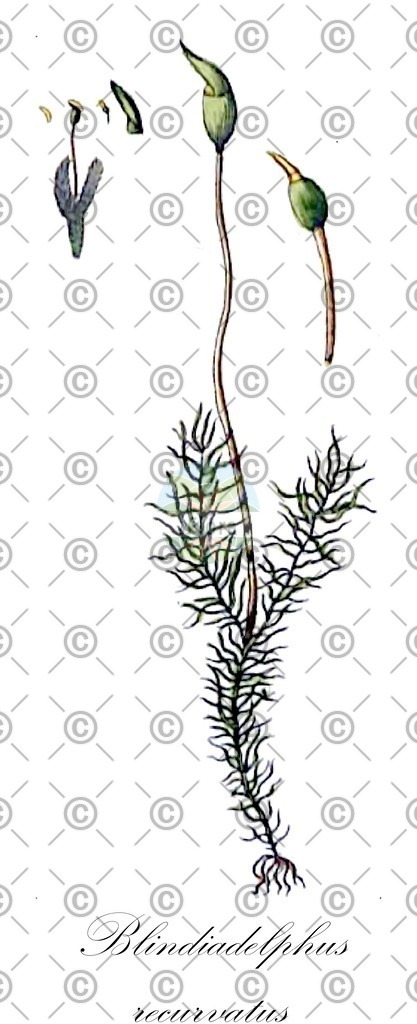 HistAbb_wfo-0001039748_1_ENZY_Simple | Historische Abbildung von Blindiadelphus recurvatus - Seligeriaceae | Historical Illustration of Blindiadelphus recurvatus - Seligeriaceae