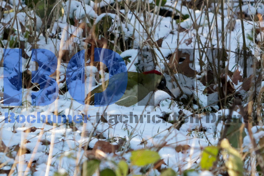 Gruener Specht {date} -  | {headline}



(Foto: Sebastian Sendlak / BOND)

 - Realisiert mit Pictrs.com