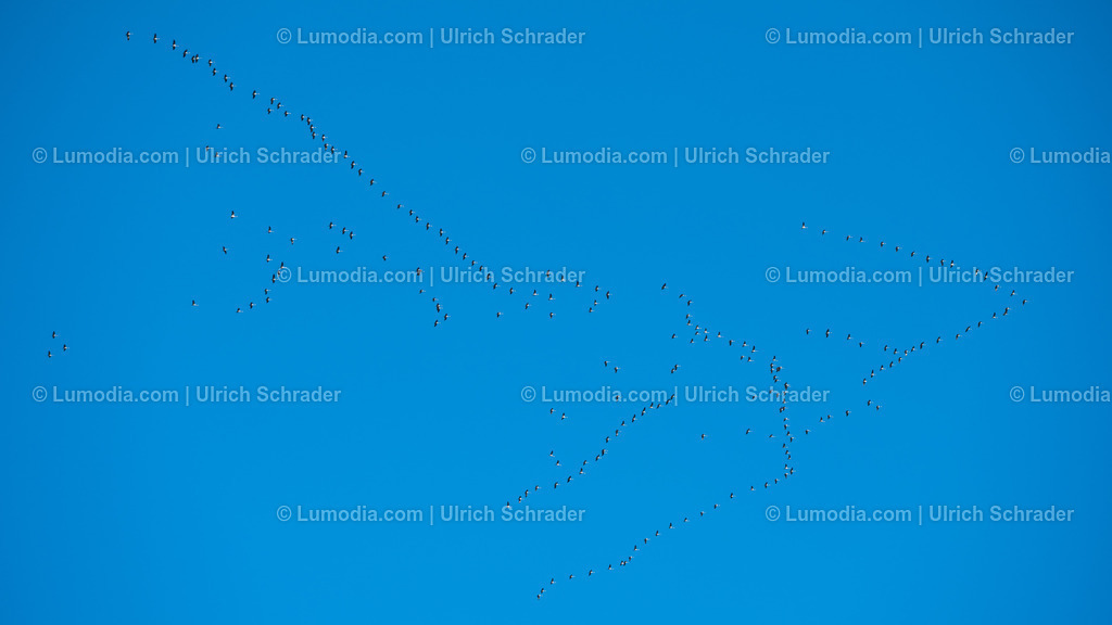 10049-12669 - Vogelzug - Kraniche | Stockfoto und Bilderpool mit Bildmaterial aus Deutschland, dem Harz, Halberstadt, Quedlinburg, Wernigerode und weltweit. Qualitativ hochwertige und professionelle Fotos anschauen und kaufen. - Realisiert mit Pictrs.com