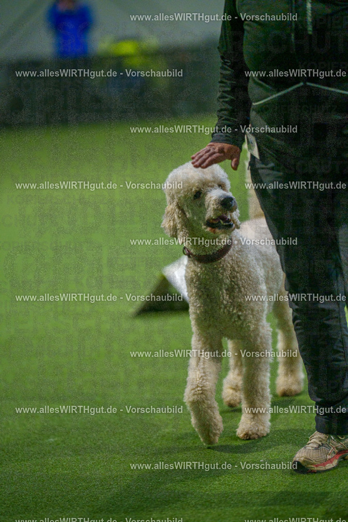 7R509944 | Professionelle Tierfotografie in Mönchengladbach von Daniel Wirth (allesWIRTHgut). Liebevolle & natürliche Bilder von Hunden & Katzen für unvergessliche Erinnerungen.
