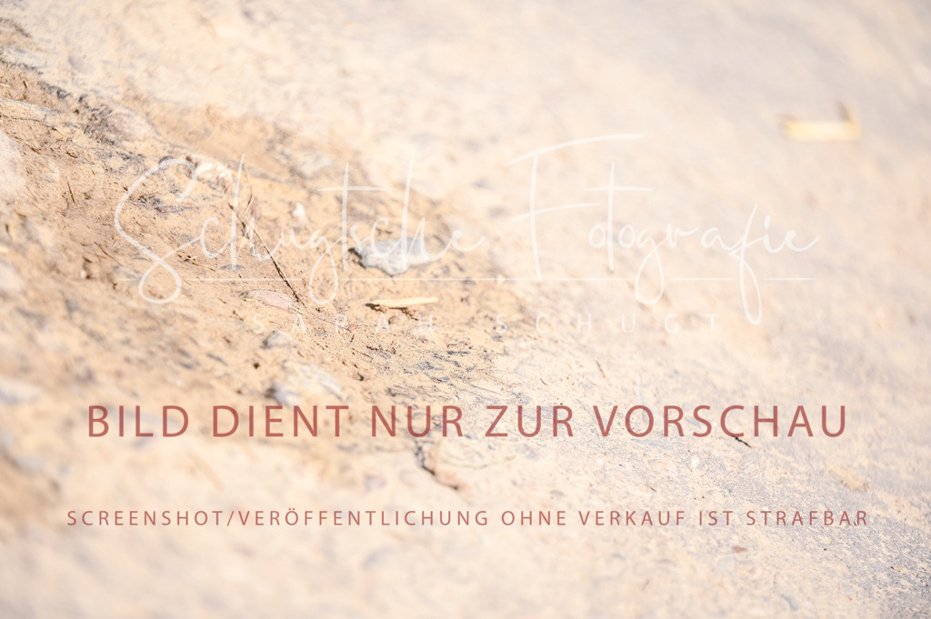 Schugtsche-Aluta25-52.Dressurprf.M2Kand-532 | Schugtsche Fotografie - Realisiert mit Pictrs.com