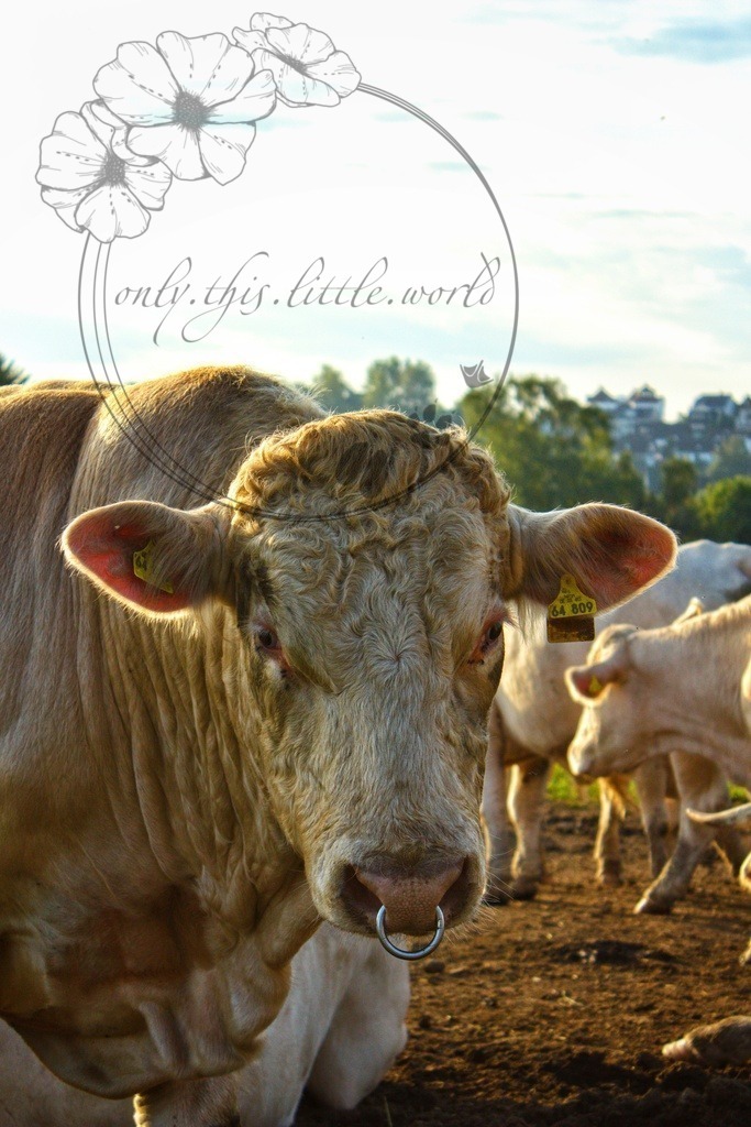 IMG_7259-01 | only.this.little.world - Realisiert mit Pictrs.com