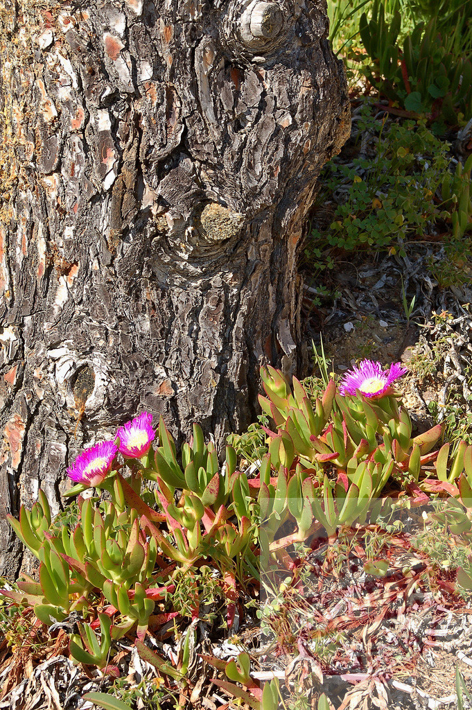 Carpobrotus edulis growing at the base of a pine tree trunk | Carpobrotus edulis with pink flowers growing at the foot of a pine in a garden - Realisiert mit Pictrs.com