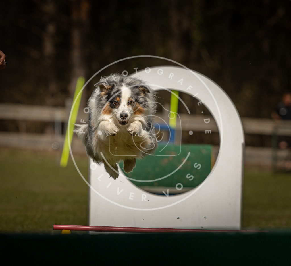 Pfotenfotografie_DV3A5222 | Hundefotografie, Tierfotograf, Pfotenfotografie, Fotoshooting Hund, Hunde Portrait, Hundesport, Hundeportraits, Heideshooting, Hunde, Sportfotograf, Hundefotograf, Turnierhundsport, THS,  - Realisiert mit Pictrs.com