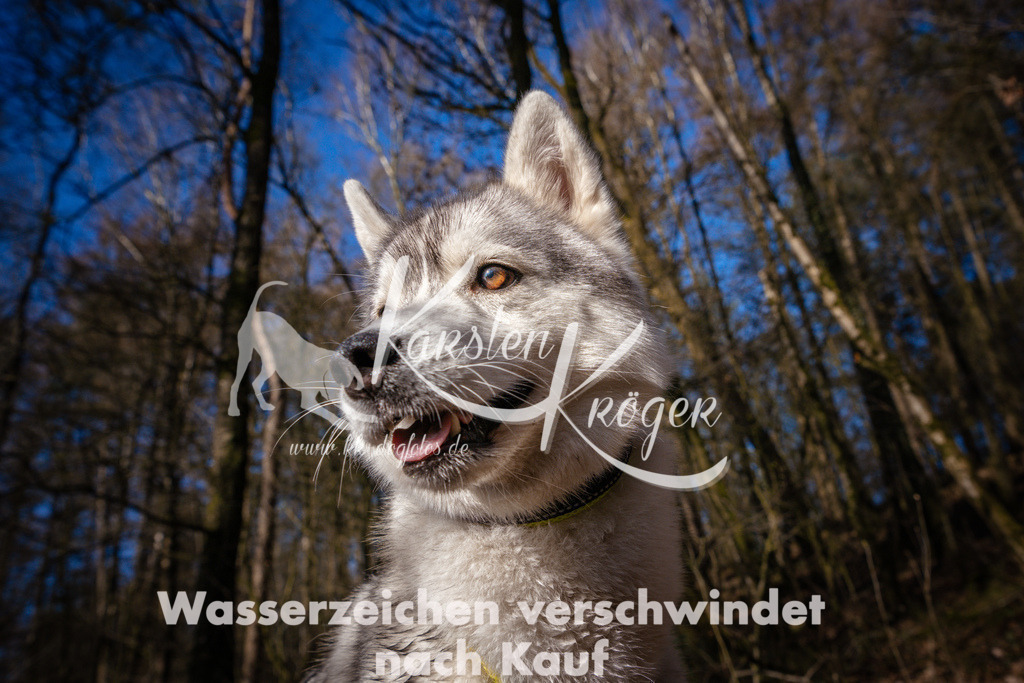 0917_ZZ97032 | kk-dogfotos