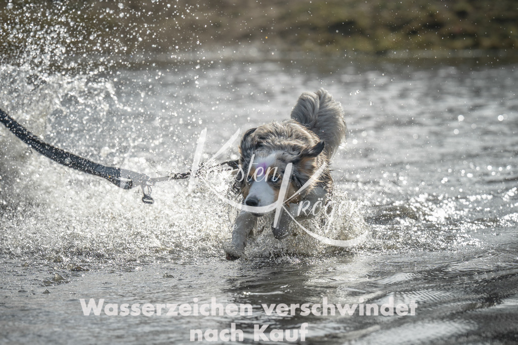 1025_ZZ97302 | kk-dogfotos