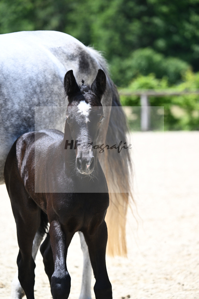 Comme il faut x Hickstead White_SF_Eder_19240615 | hf-fotografie - Realisiert mit Pictrs.com