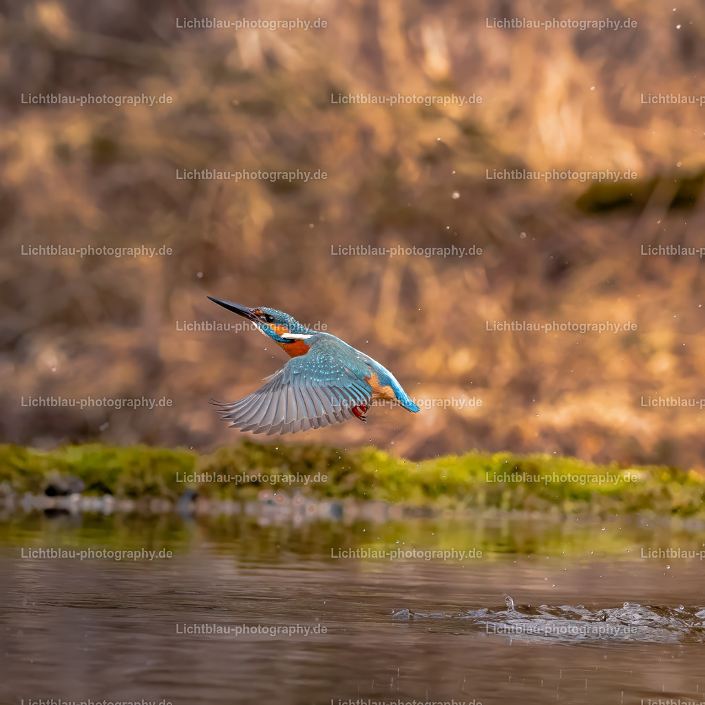 Eisvogel-21 | Hans-Bernd Lichtblau Photography. Finden Sie wunderschöne Fotografien aus Landschaft und Natur.  - Realisiert mit Pictrs.com