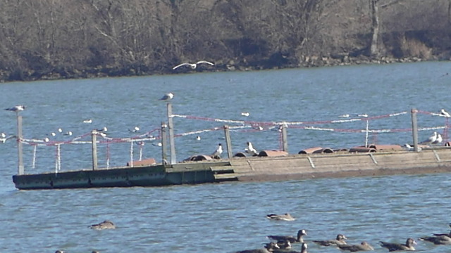 Eschefelder Teich (1) | Verkauf von Fotos und  Videoclips zumThema Natur.Motive sind Pflanzen, Tiere, Landschaftenund Wetter - Realisiert mit Pictrs.com