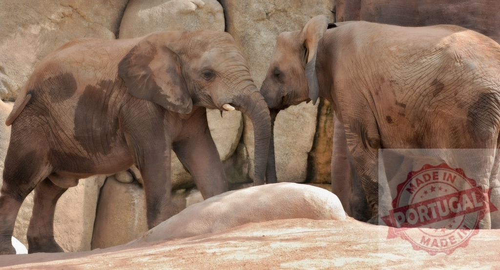 African elephants interacting showing social animal behavior | Two elephants touching trunks in a close-up against a rocky backdrop - Realisiert mit Pictrs.com