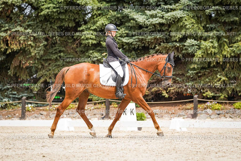 DSC03818 | Pferdegrafie