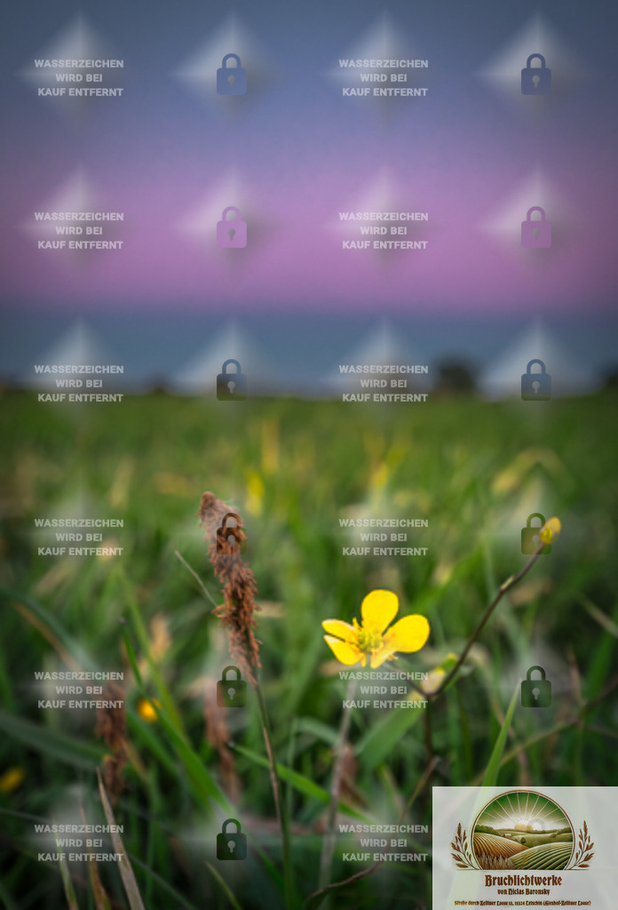 Wiesenpoesie | Landschaftsfotografie aus dem Oderbruch: Fine-Art-Prints im Shop, Fotoworkshops und ausgewählte Hochzeiten in Märkisch-Oderland & Oder-Spree.