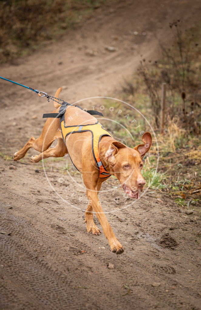 DV3A9505 | Hundefotografie, Tierfotograf, Pfotenfotografie, Fotoshooting Hund, Hunde Portrait, Hundesport, Hundeportraits, Heideshooting, Hunde, Sportfotograf, Hundefotograf, Turnierhundsport, THS,  - Realisiert mit Pictrs.com