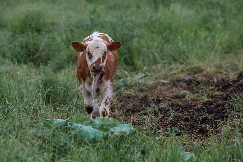 Einsames Kalb | Die schönsten Bilder für Ihre Räume online bestellen! In unseren Bildergalerien findet Sie alles was es für Ihre Räume braucht. Lassen Sie sich überraschen ☺️ - Realisiert mit Pictrs.com