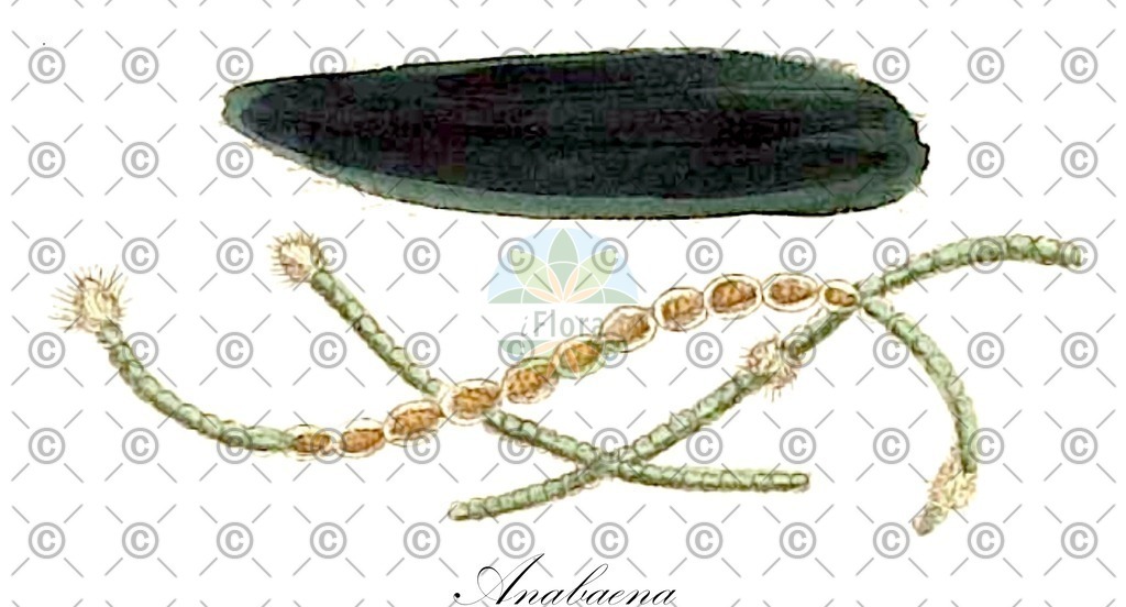 HistAbb_62C8H_1_ENZY_Simple | Historische Abbildung von Anabaena - Nostocaceae (0) | Historical Illustration of Anabaena - Nostocaceae (0)