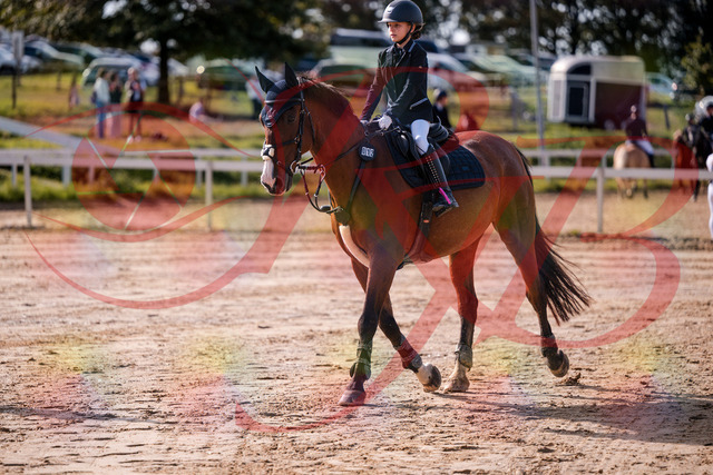 2026_10_03_Siefer-Hof_143653_Z81_05582635 | Professionelle Reitsport-, Turnier- und Eventfotografie von Robert Broda. Galerien mit ausgewählten und bearbeiteten Bildern direkt online ansehen und bestellen.